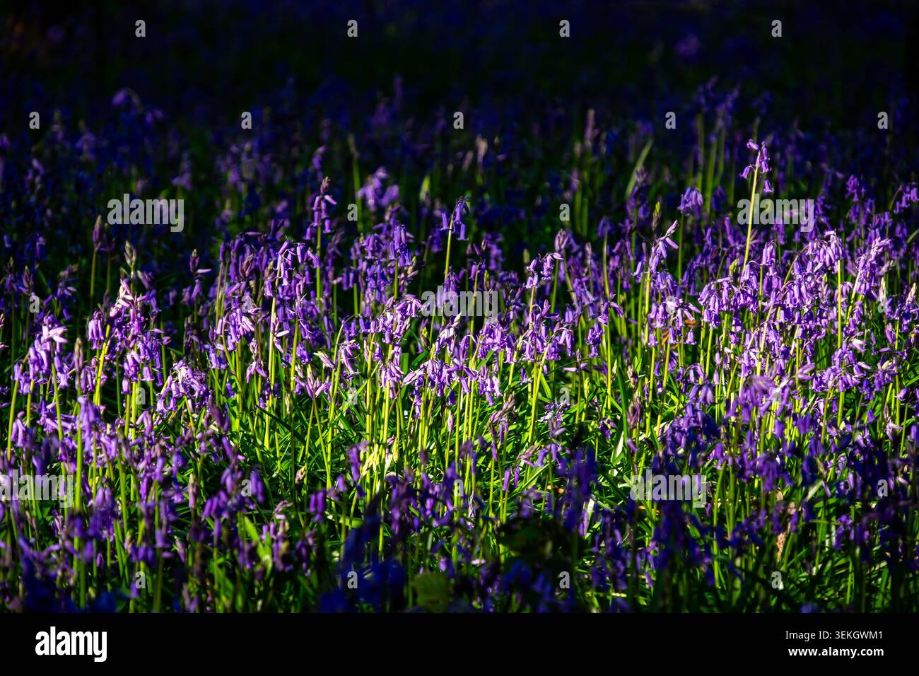 Densa moquette di campanelli in piena fioritura con la luce del sole che cattura fiori viola su sfondo scuro Foto Stock