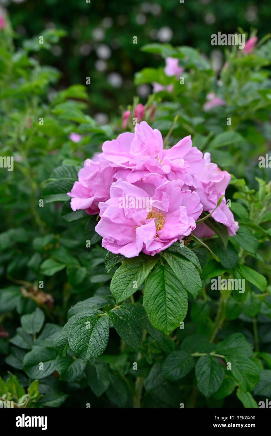 Rosa pallido rosa estivo fiori di rosa di arbusto ibrido Rugosa, Rosa delicata cresce nel giardino del Regno Unito maggio Foto Stock
