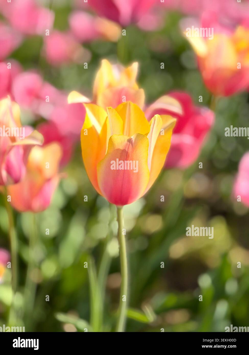 Primo piano di un tulipano giallo e rosa vibrante che fiorisce in un campo soleggiato con uno sfondo morbido Blushing Lady Foto Stock