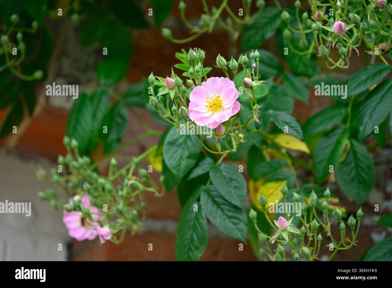 Fiori rosa pallido di rose singole e gemme di rose sgargianti, rosa Blush Rambler che cresce su un muro nel giardino britannico May Foto Stock