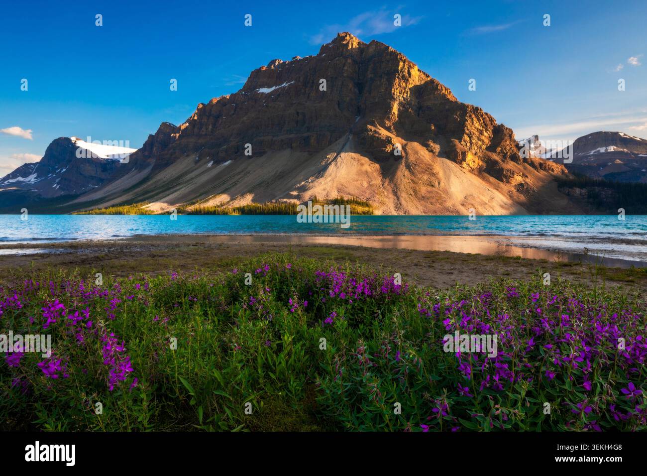 Alghe viola che fioriscono lungo le acque turchesi glaciali del lago Bow nel Parco Nazionale di Banff Foto Stock