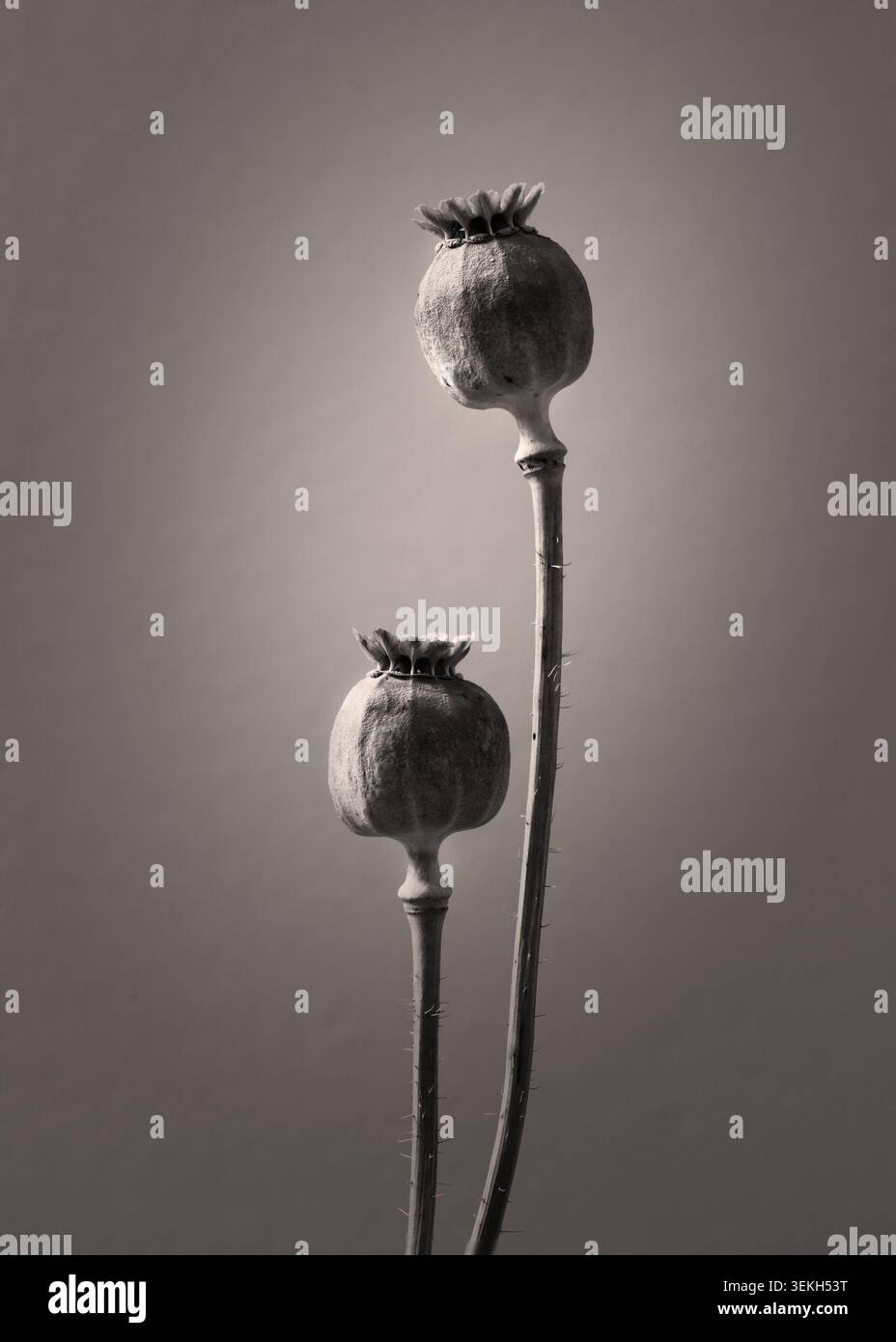 Due teste di semi di papavero essiccati su uno sfondo semplice in una natura morta minimalista Foto Stock