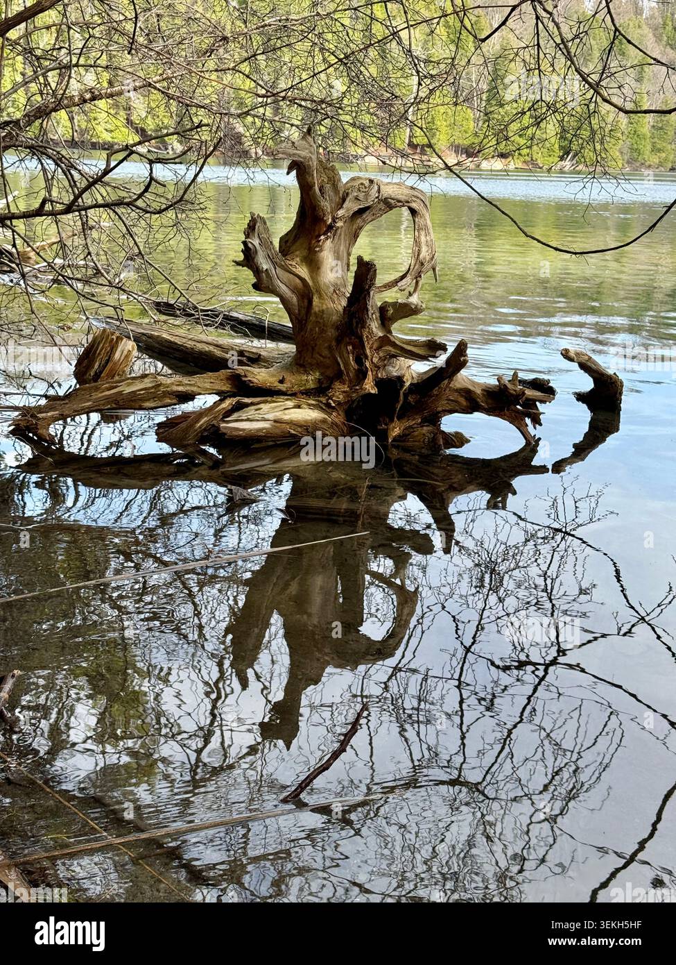 Acqua naturale in un tranquillo lago d'acqua dolce con acqua riflettente, paesaggio boschivo e fogliame fresco di primavera. Sembra una scultura Foto Stock
