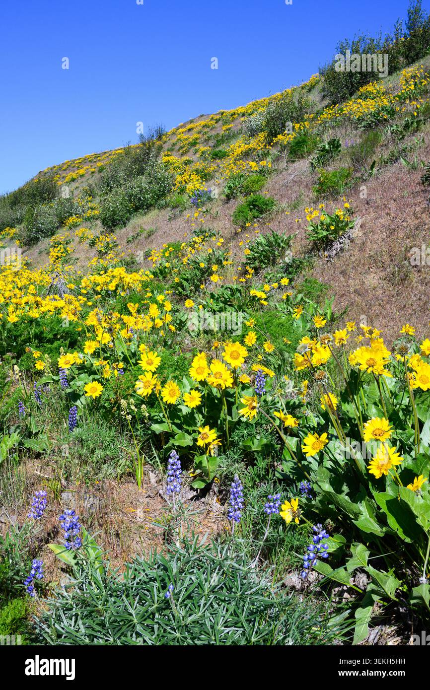 Collina di balsamroot e fiori selvatici di primavera di lupino sotto il cielo blu nel nord-ovest del Pacifico Foto Stock