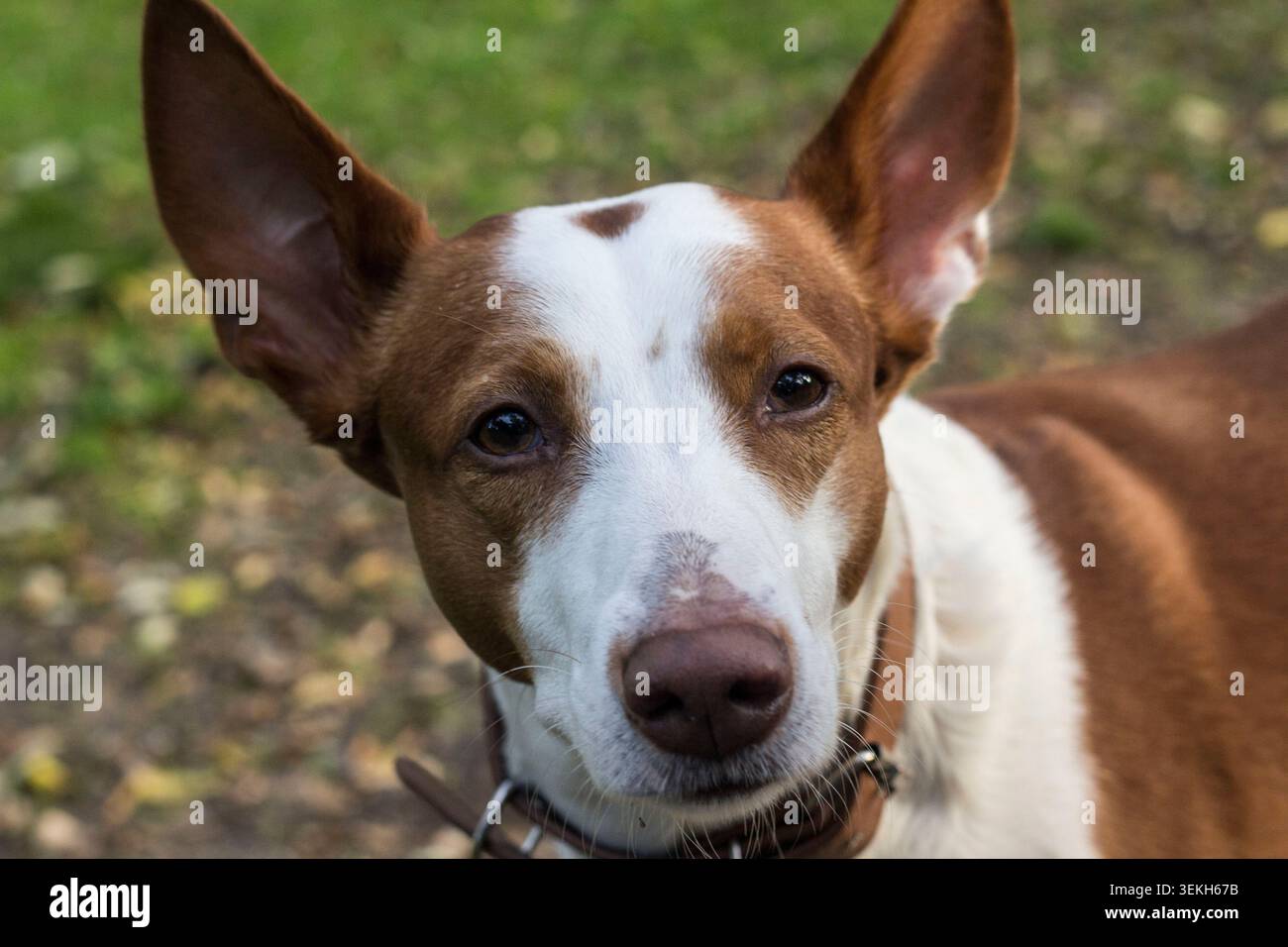 Ritratto del cane Podenco che mostra un'espressione curiosa con grandi orecchie sullo sfondo bokeh Foto Stock