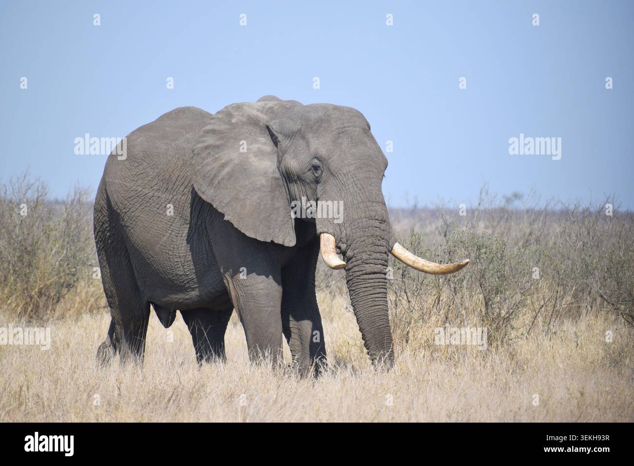 Elefante africano Bull Foto Stock