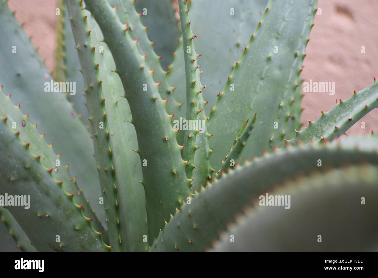 Aloe primo piano Foto Stock