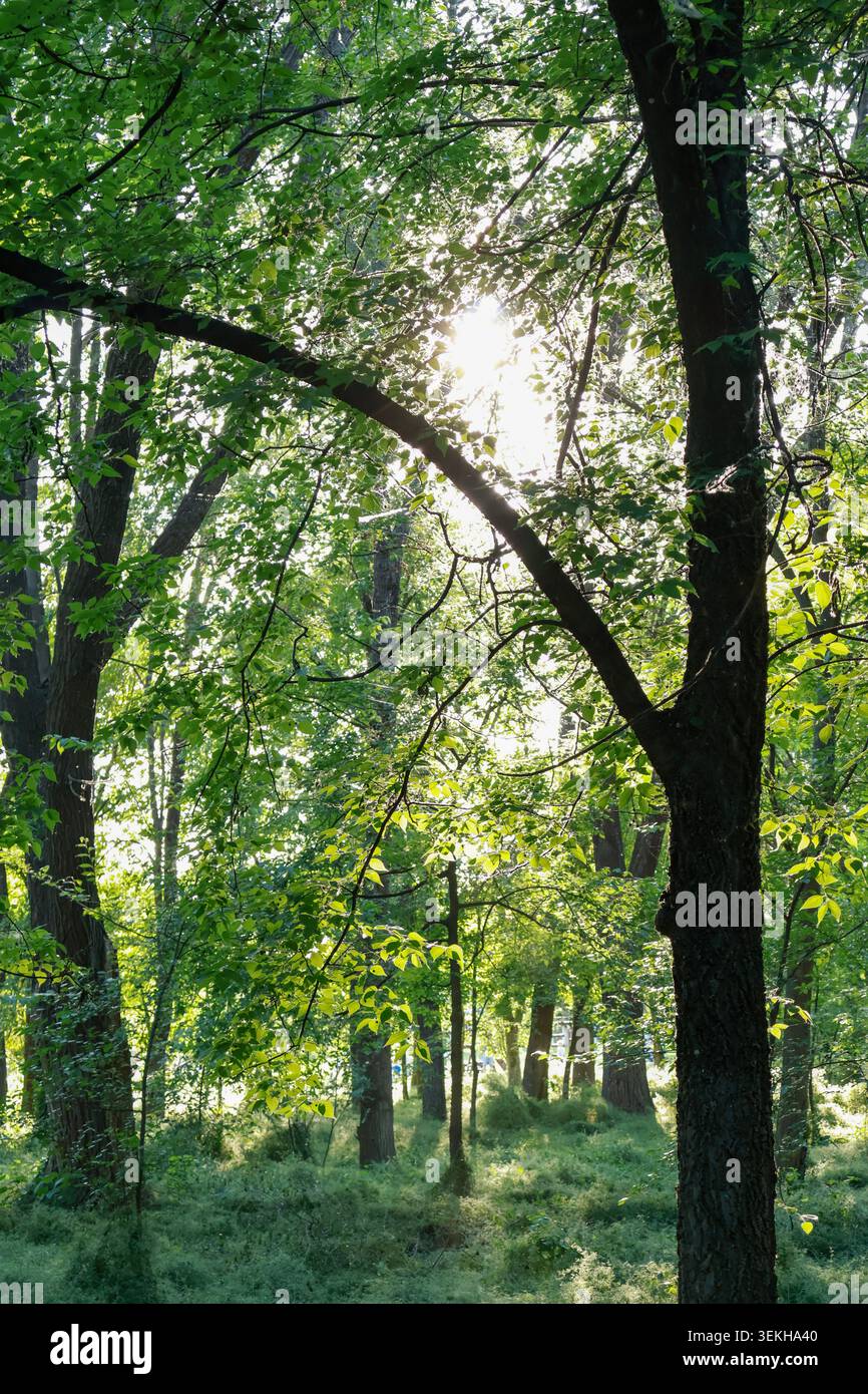 La luce del sole filtra tra gli alberi di una foresta, creando motivi di luce e ombra sul terreno. La scena mostra foglie verdi vibranti e un tranquillo m Foto Stock