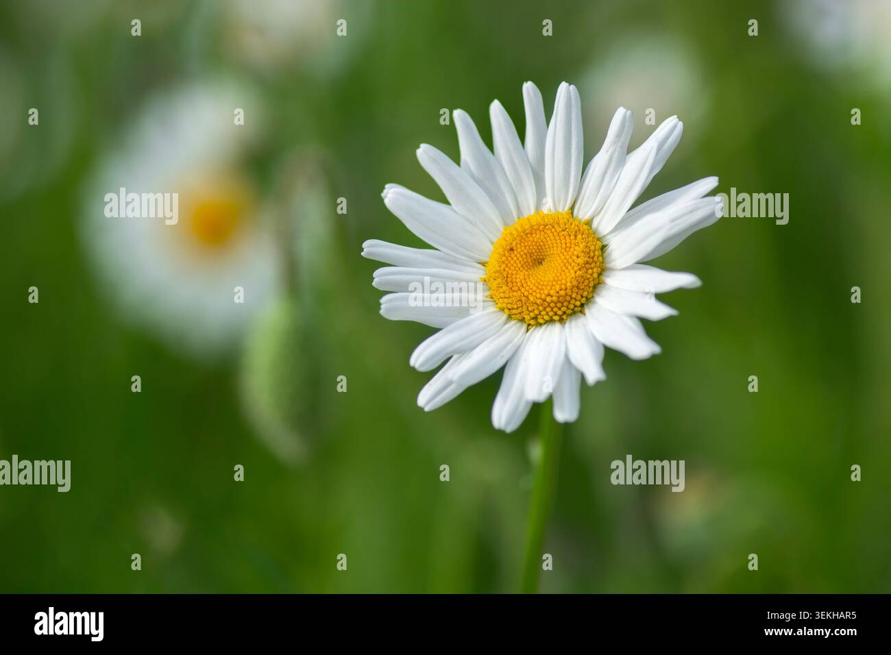 Margherite OX-Eye, Leucanthemum vulgare, primo piano Foto Stock