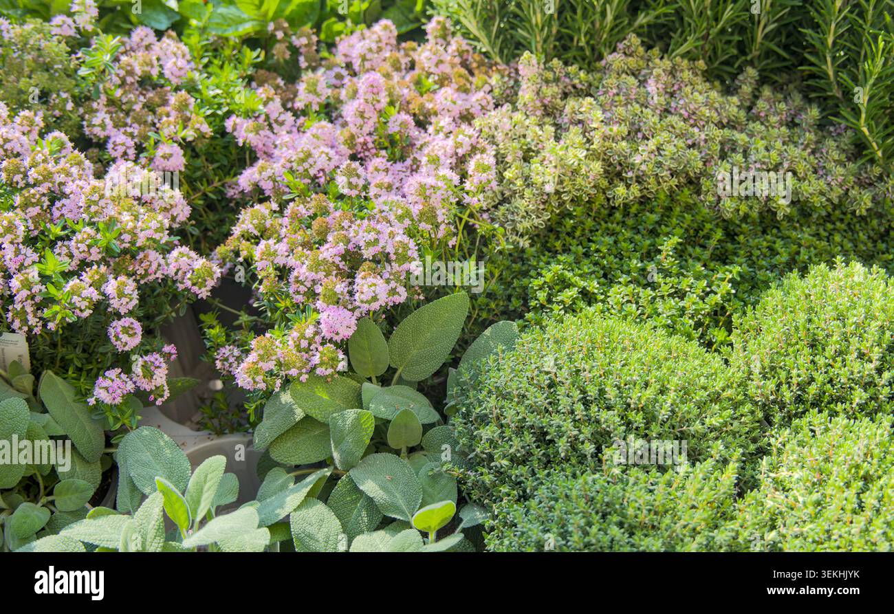 Ammassi freschi di erbe e spezie in un mercato Foto Stock