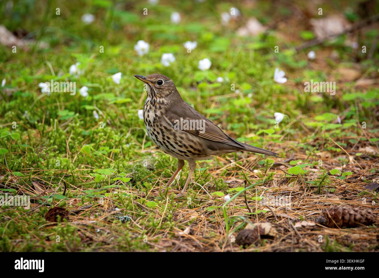 Song Thrush per terra, Benore Botanical Gardens, Scozia Foto Stock