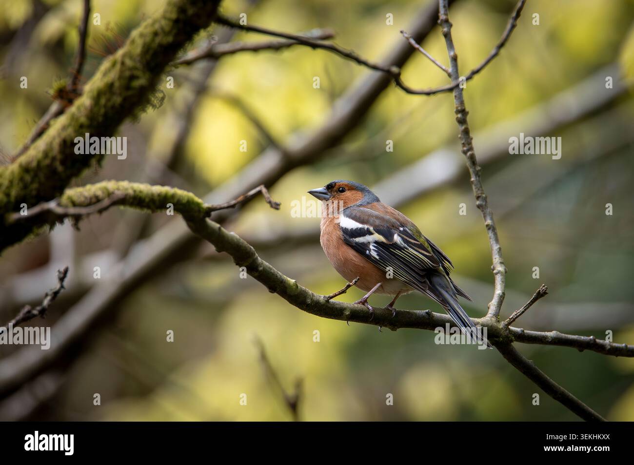Maschio Chaffinch che riposa nei rami degli alberi Foto Stock