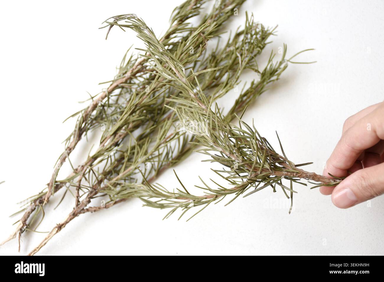 Tenendo a mano un rametto di rosmarino essiccato, che rappresenta le erbe aromatiche, gli ingredienti naturali, la cucina sana, le tradizioni erboristiche, benessere e sostenibilità Foto Stock