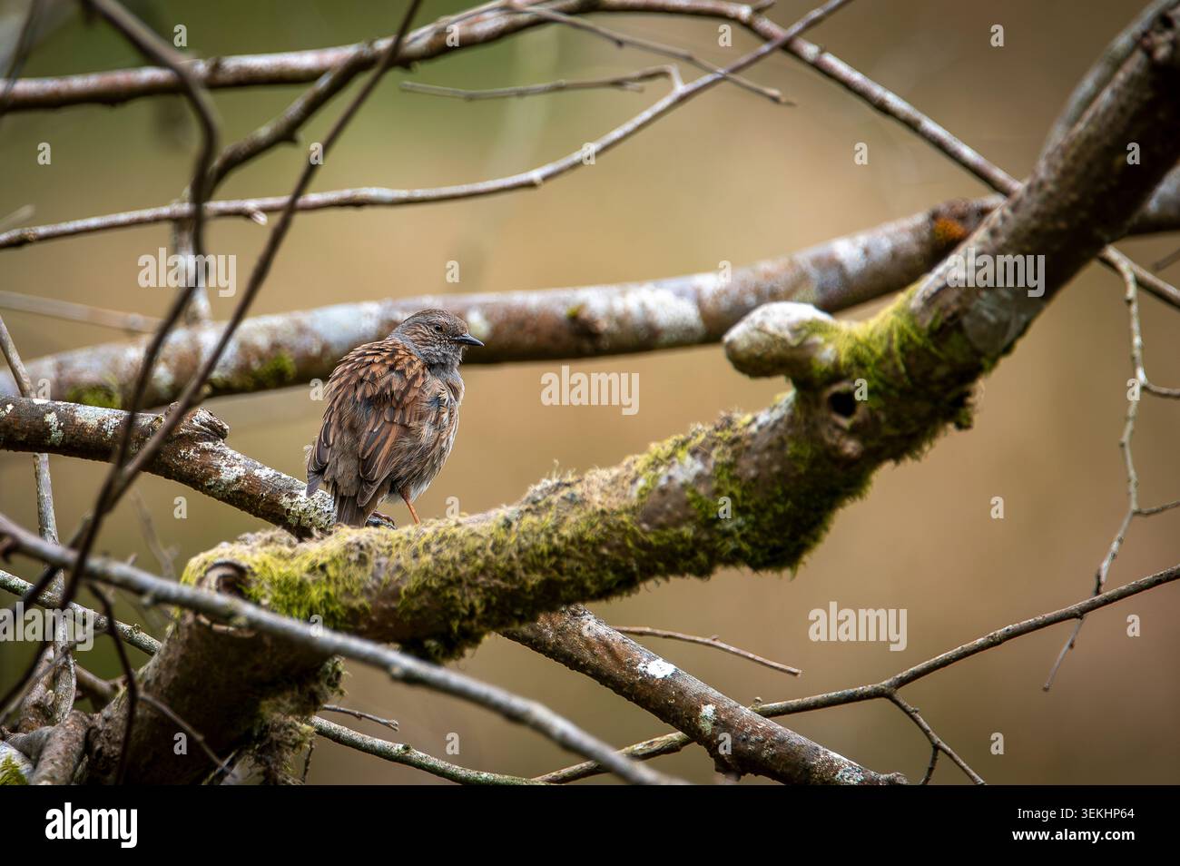 Dunnock scruffato marrone grigio che riposa tra i rami degli alberi Foto Stock