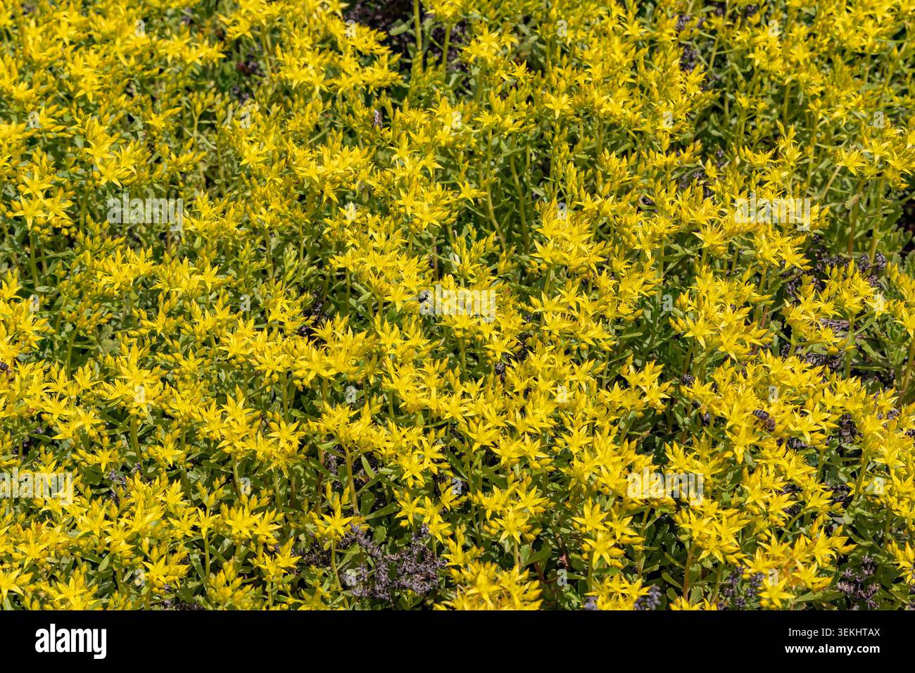 Goldmoss Stonecrop o Sedum acri in full frame come sfondo o sfondo Foto Stock