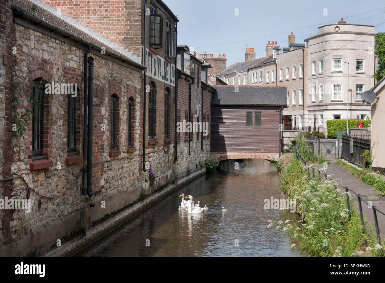 I cigni muti nuotano lungo il millstream accanto alla vecchia fonderia e malto Lott & Walne Ltd, Dorchester, Dorset, Inghilterra, Foto Stock