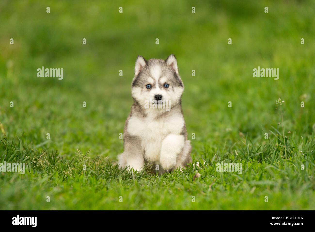 Adorabile cucciolo di husky siberiano seduto nell'erba verde Foto Stock