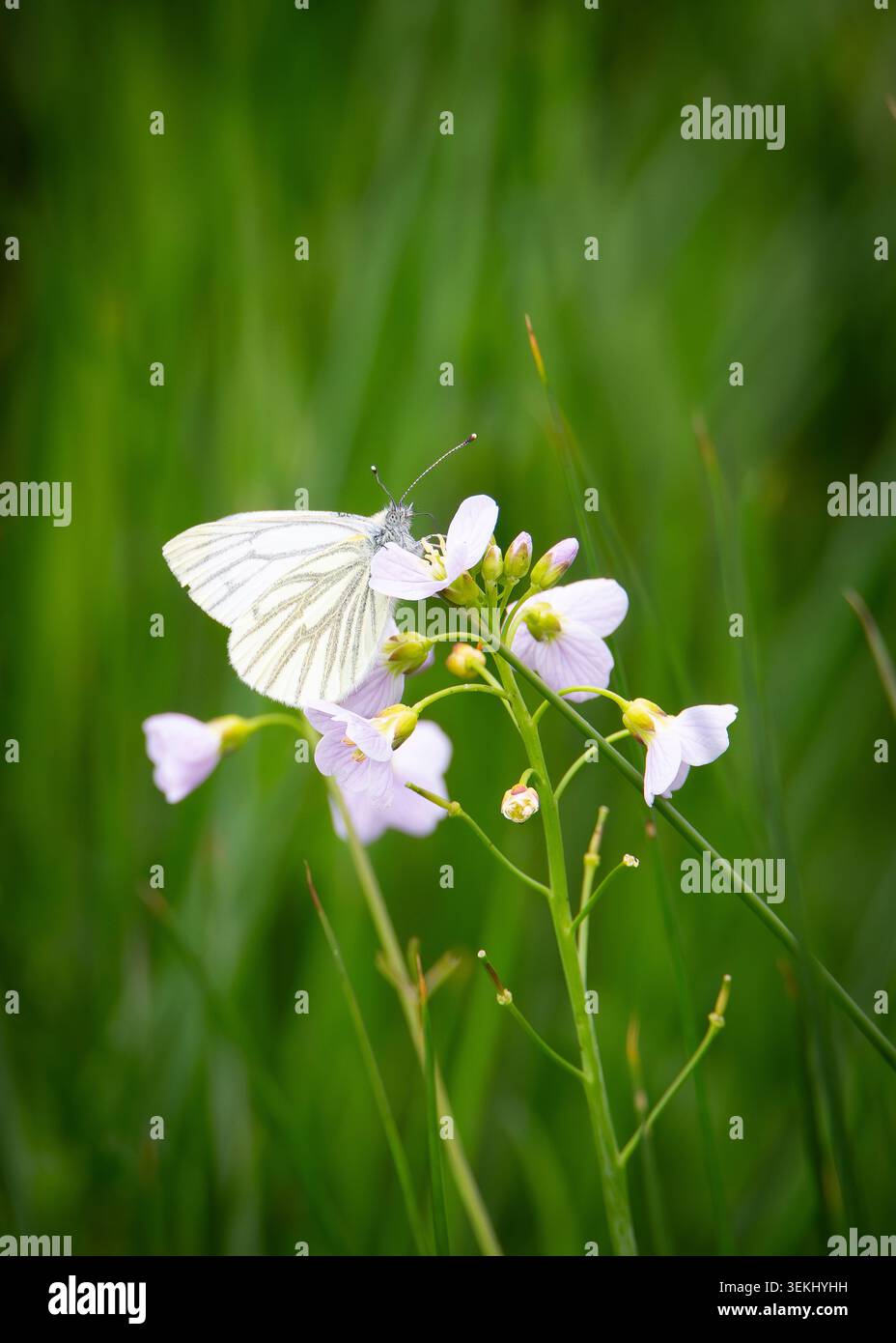 Farfalla bianca venata verde che si nutre di un fiore di cucù, Foto Stock