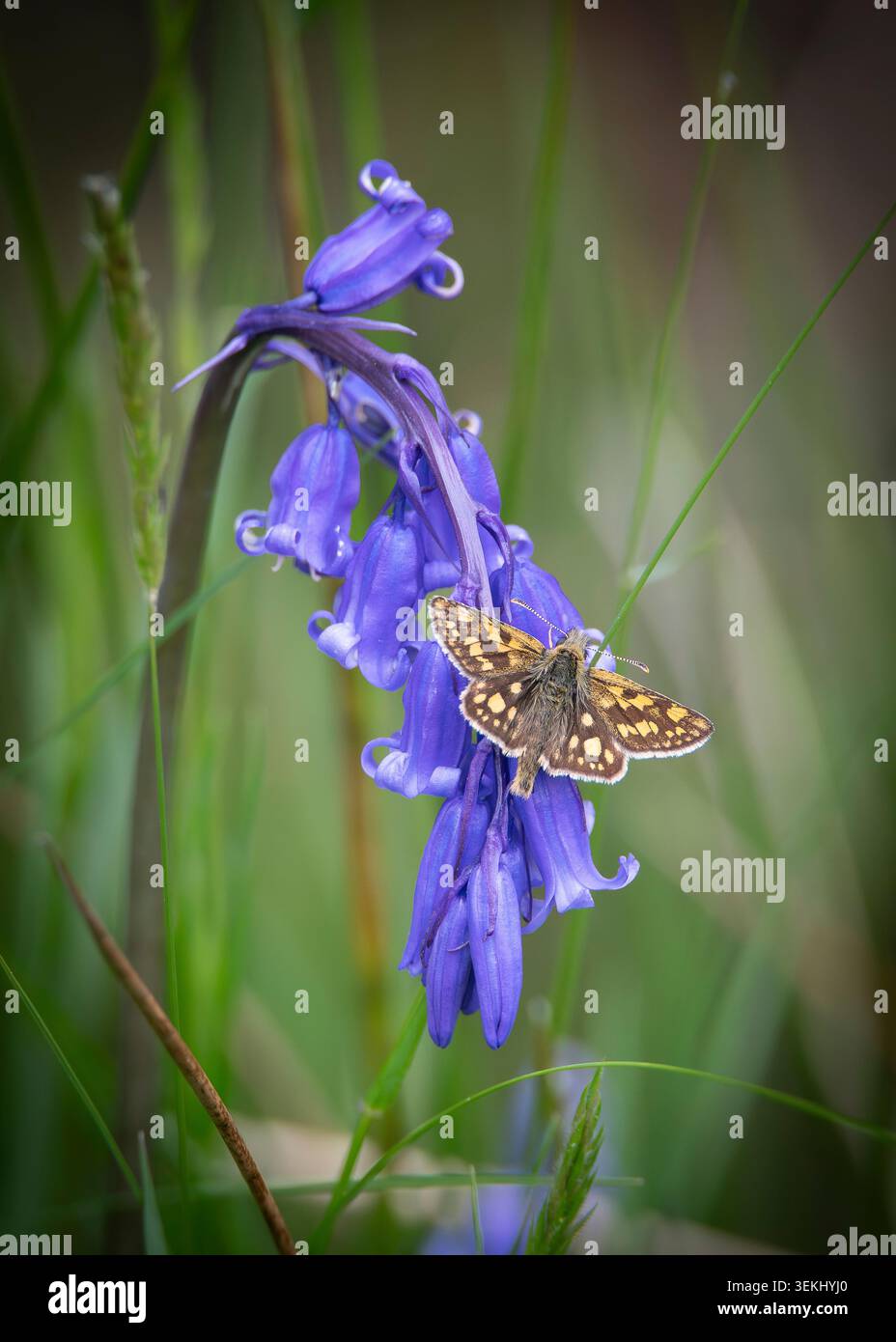 Farfalla Chequered Skipper che si nutre di Bluebell Nectar, Ariundle Oakwood, Scozia. Foto Stock