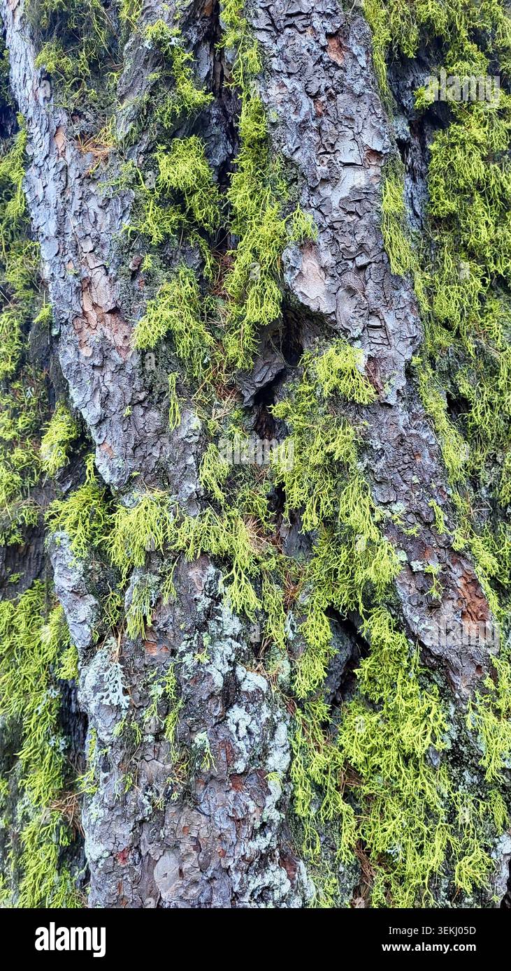 Sfondo di texture della foresta naturale con un primo piano di una corteccia con muschio verde fresco Foto Stock