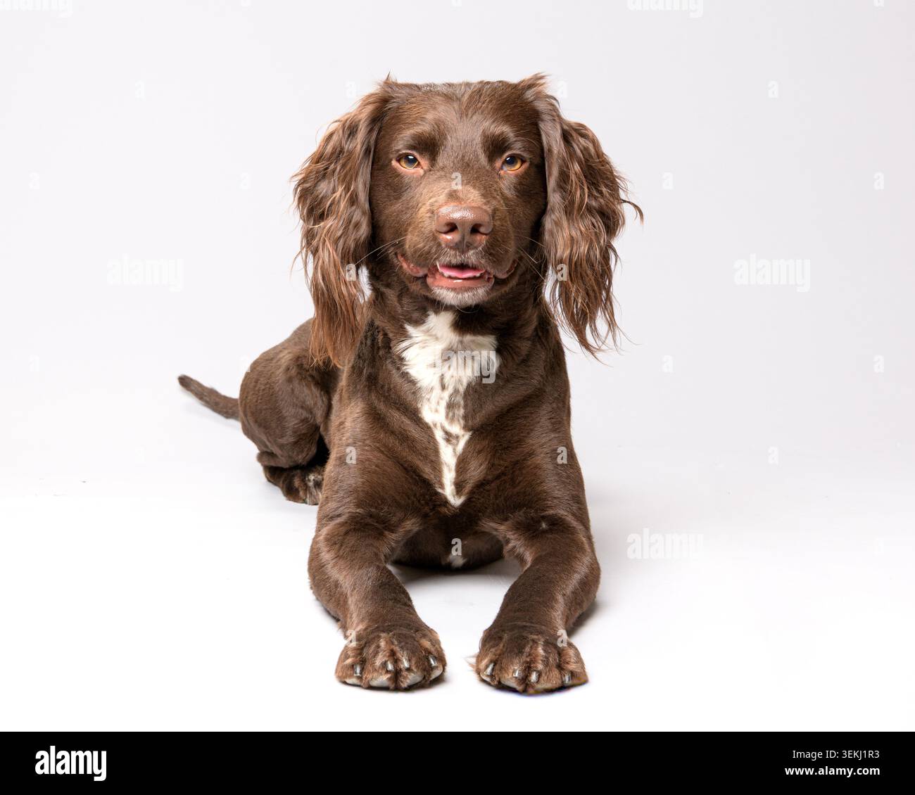 Cockerpoo spaniel fotografato in studio Foto Stock