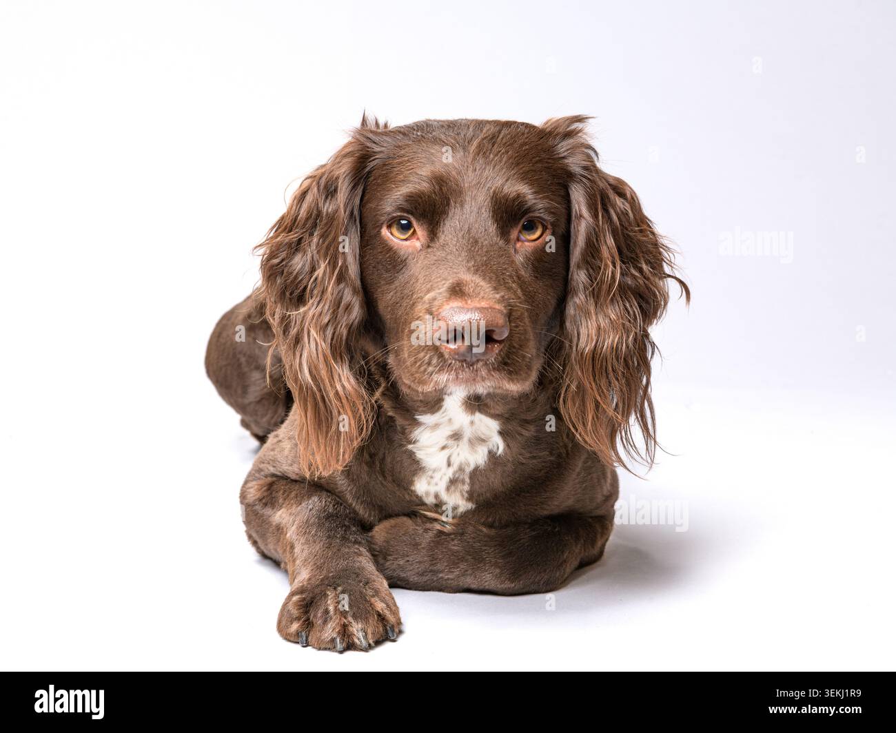 Cockerpoo spaniel fotografato in studio Foto Stock