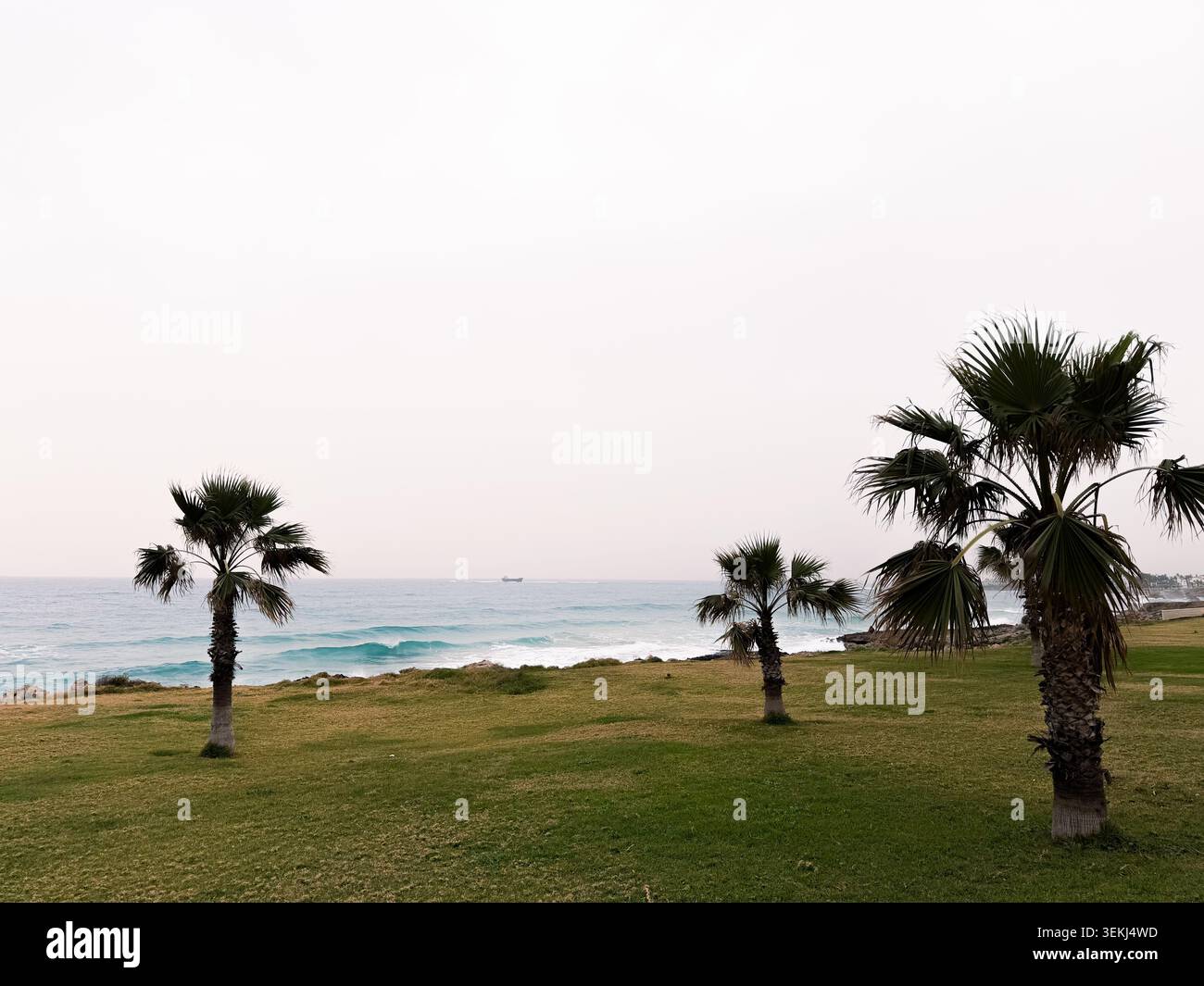 Vista della costa su un'isola verde con palme che incorniciano la scena in una giornata tranquilla e coperta, Paphos, Cipro Foto Stock