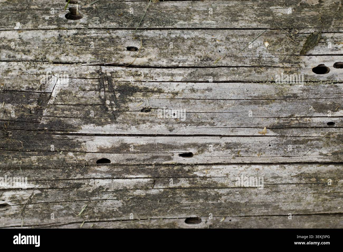 Vecchia trama di platino in legno con fori Foto Stock