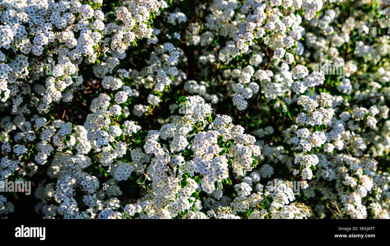 Un fitto cespuglio da giardino completamente coperto da piccoli fiori bianchi in fiore durante la primavera. Foto Stock