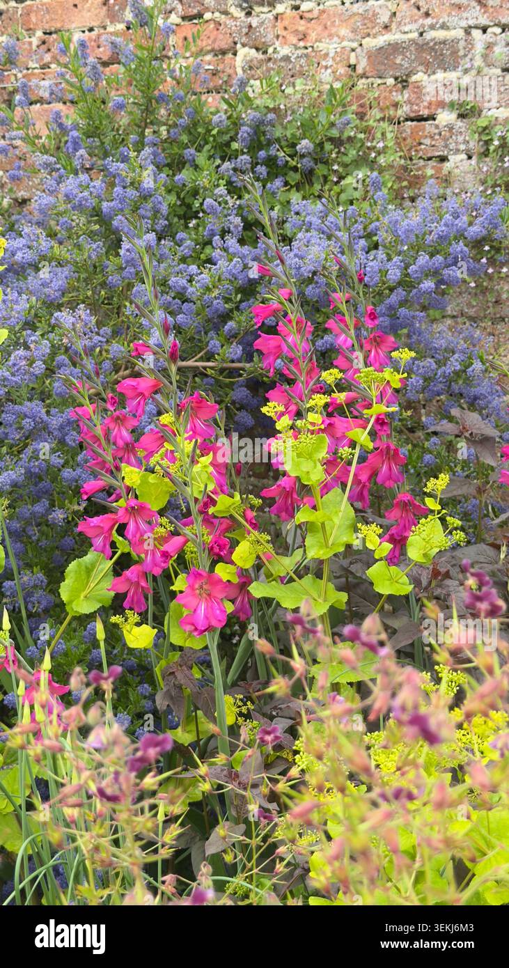 Il vivace giardino confina con il gladiolo rosa, il ceanoto blu e l'euforbia verde lime di fronte a un vecchio muro di mattoni - Immagine stock catturata con smartphone