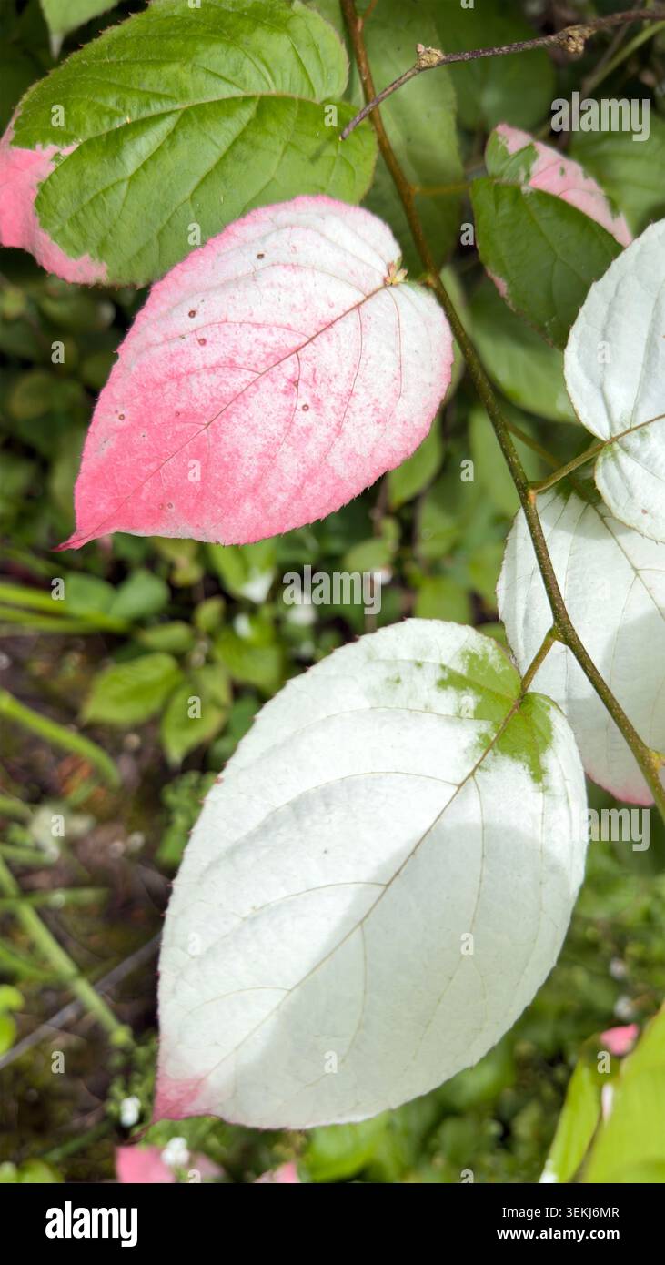 Primo piano del variegato fogliame di Actinidia kolomikta che mostra foglie rosa, bianche e verdi rosa e bianco Foto Stock