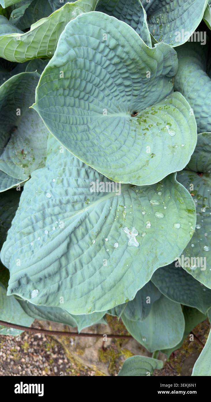 Grande pianta verde blu di hosta foglie con gocce di pioggia che crescono in un bordo del giardino accanto a un sentiero di ghiaia Sieboldiana - Immagine stock catturata con smartphone