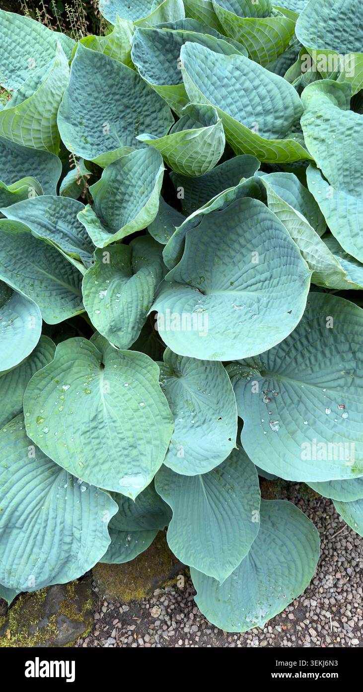 Grande pianta verde blu di hosta foglie con gocce di pioggia che crescono in un bordo del giardino accanto a un sentiero di ghiaia Sieboldiana - Immagine stock catturata con smartphone