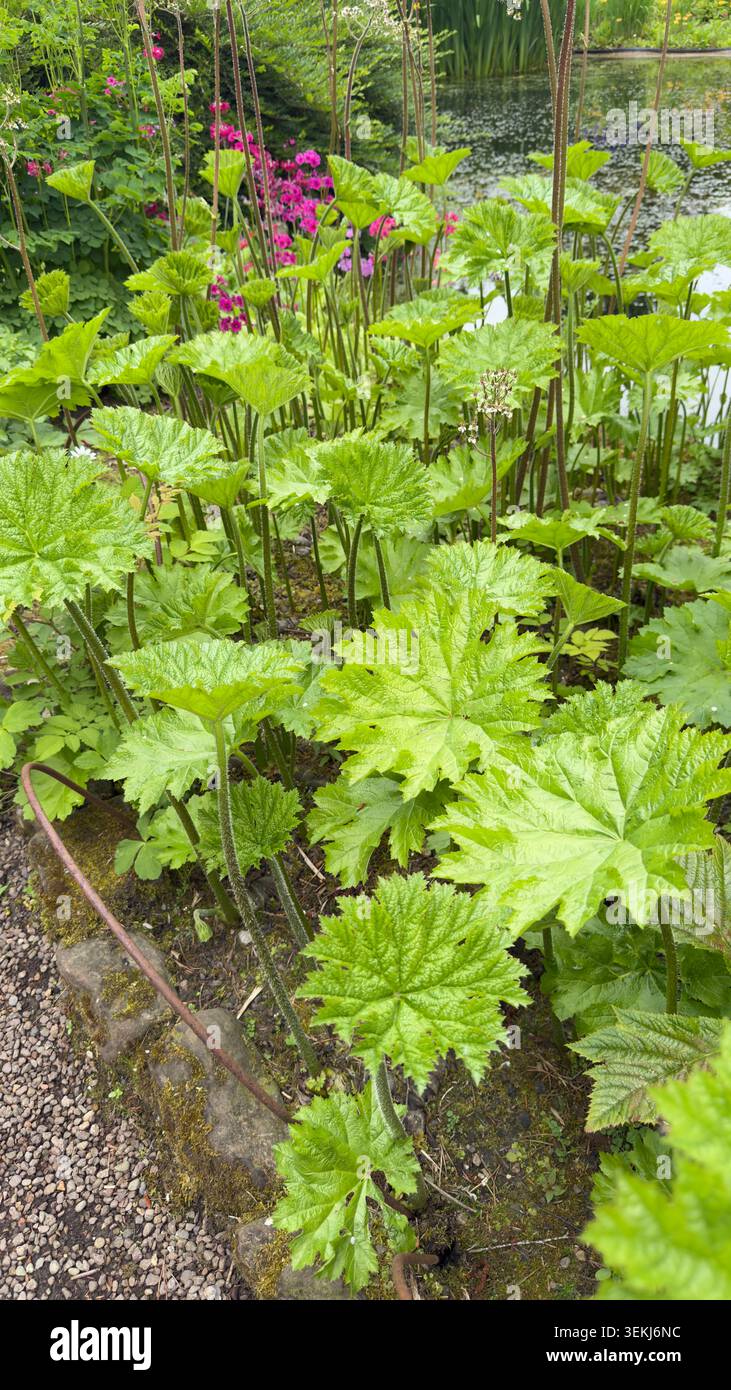 Fiori di Darmera peltata e primula che crescono accanto a uno stagno in un giardino botanico - Immagine stock catturata con smartphone