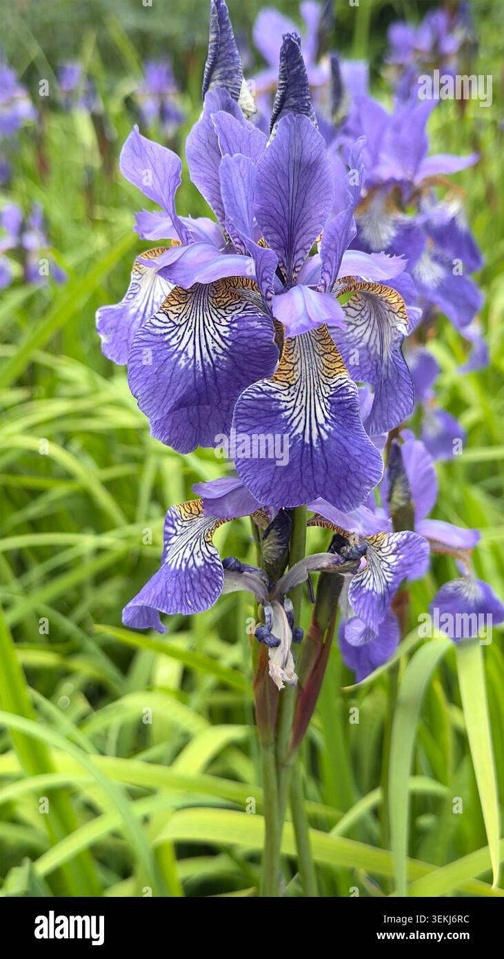 Primo piano di vibranti fiori di Iris siberiano viola che fioriscono in un giardino verde - Iris sibirica Foto Stock