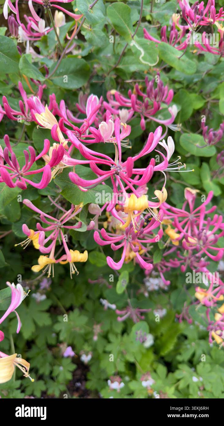 Vivaci fiori di caprifoglio rosa e giallo che fioriscono tra il verde del fogliame in un giardino Lonicera periclymenum o Lonicera heckrottii - Immagine stock catturata con smartphone