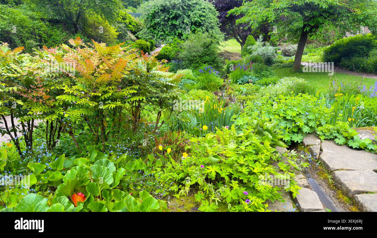 wallington Hall giardino recintato northumberland lussureggiante giardino botanico verde con piante, arbusti, fiori e sentieri rivestiti di pietra in un giorno d'estate - Immagine stock catturata con smartphone