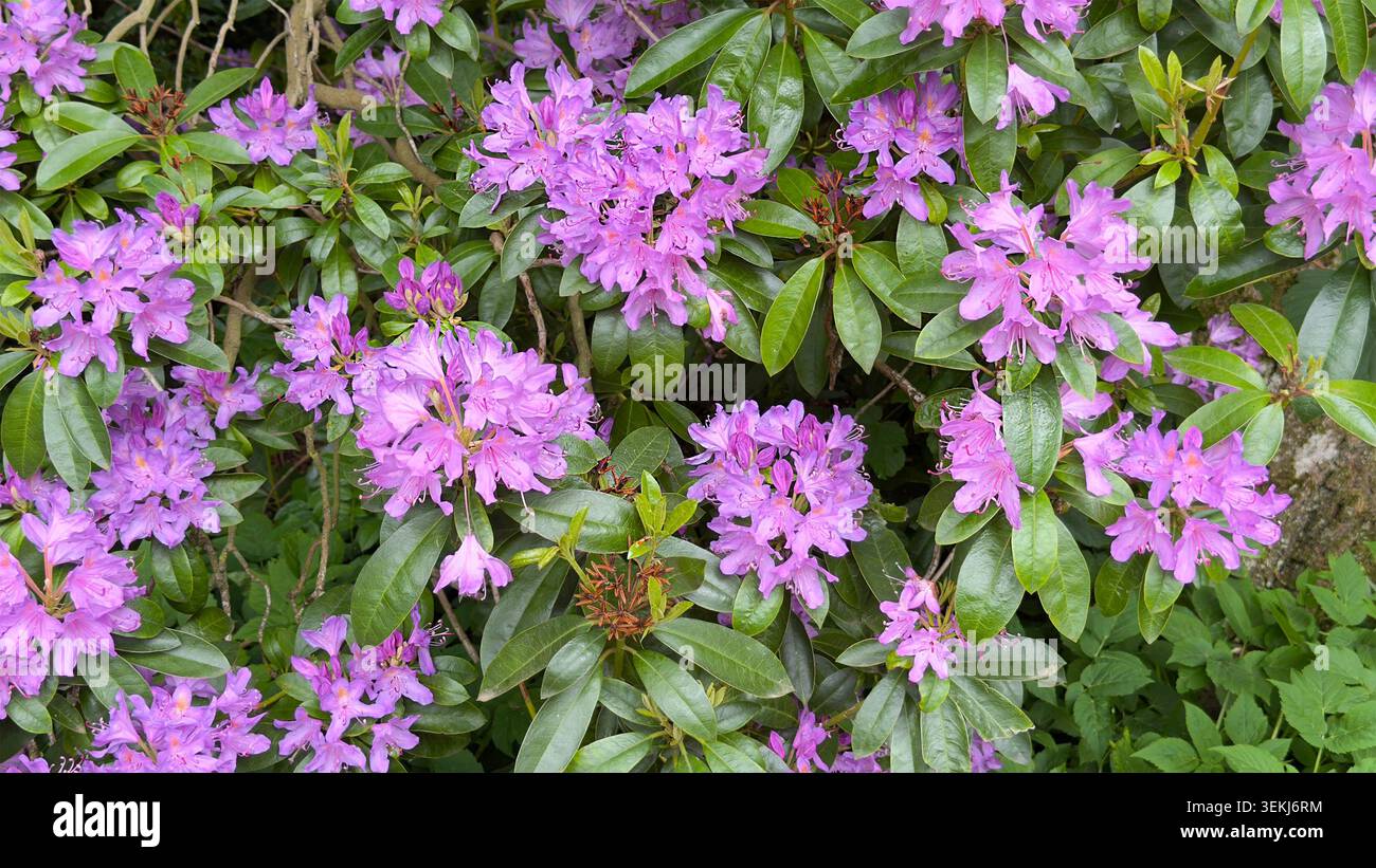 Fiori di rododendro viola in piena fioritura su un cespuglio verde in primavera - Immagine stock catturata con smartphone