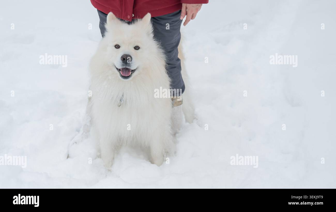 Il cane felice samoyed sorride nella neve invernale Foto Stock