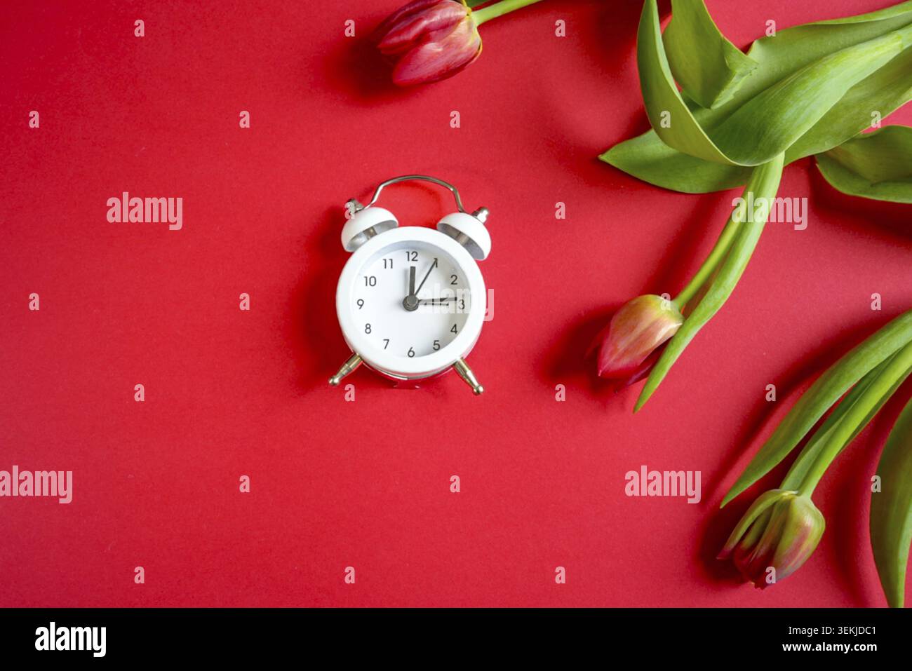 La combinazione di tulipani rossi e una classica sveglia bianca simboleggia la stagione in corso. L'inizio ufficiale della primavera è proprio dietro l'angolo Foto Stock