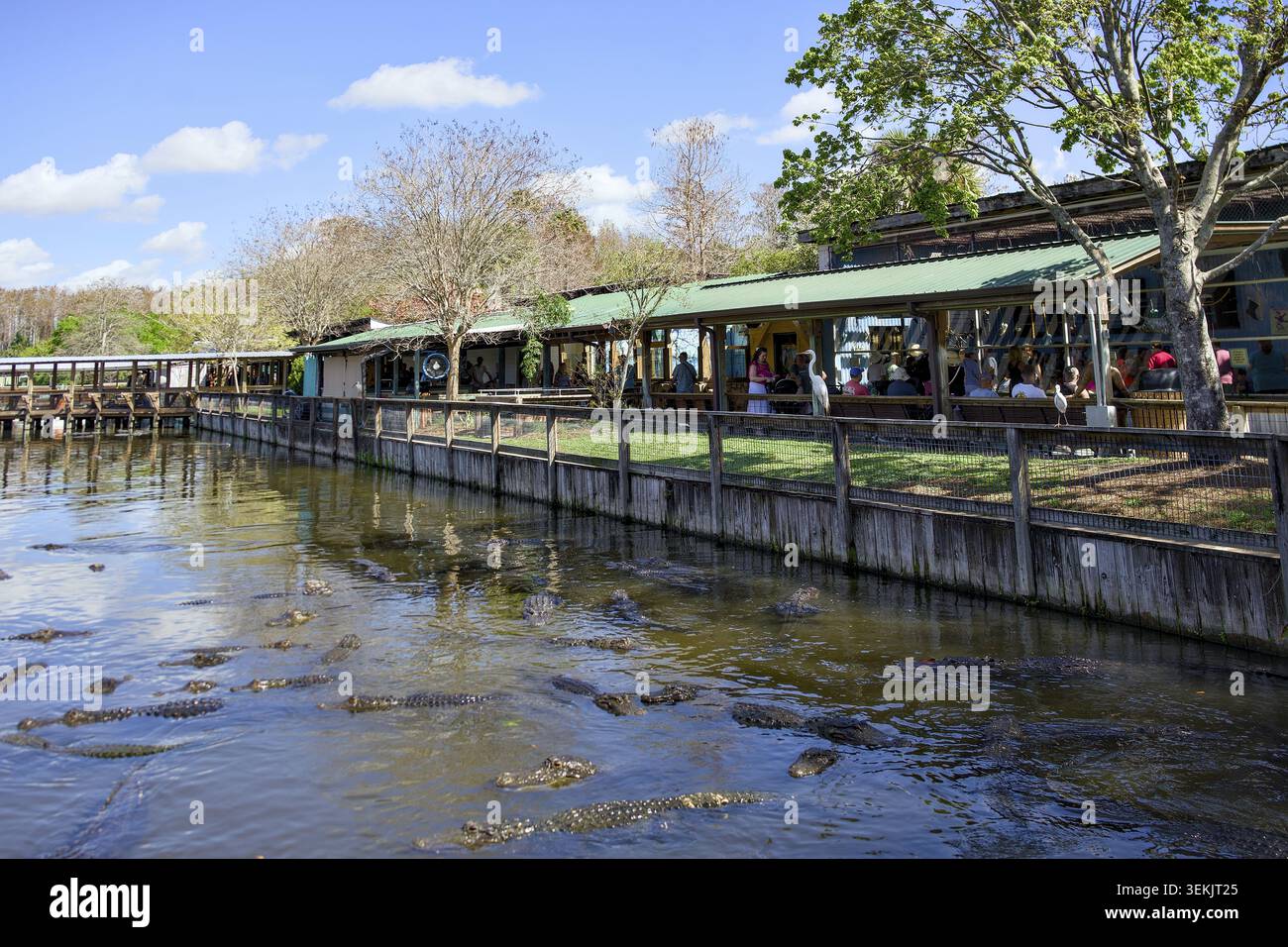 9 marzo 2026 Orlando Florida visitatori che osservano gli alligatori a Gatorland Foto Stock