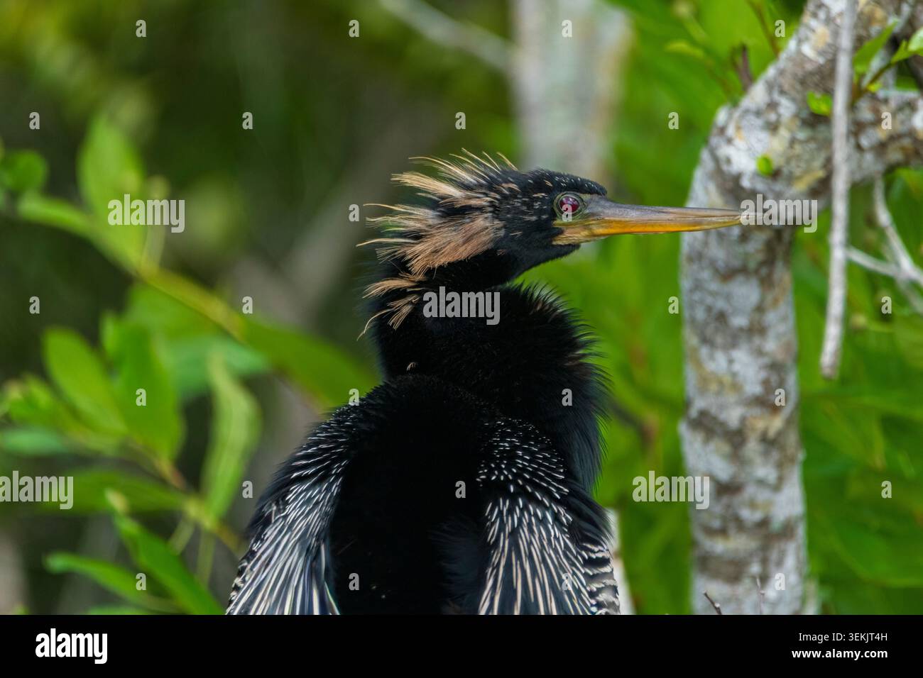 Ritratto di un anhinga nel parco nazionale delle everglades Foto Stock
