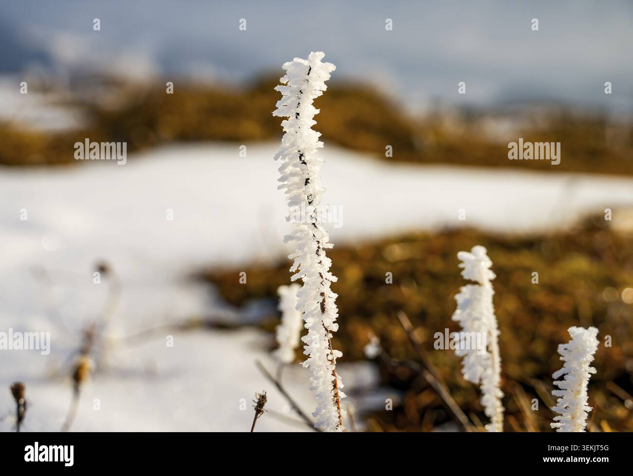 I cristalli crescono contro la direzione del vento, creando una struttura sfumata Foto Stock
