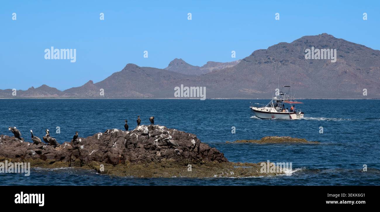 Uccelli marini arroccati su rocce costiere con barche da pesca e paesaggi montani a San Carlos, Sonora, Messico Foto Stock