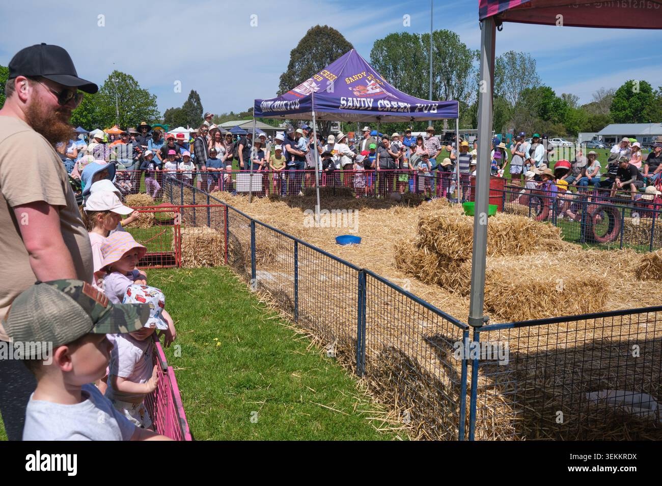 Divertiti alle corse di maialini mini. Alla fiera di campagna Murrumbateman Field Days, fiera agricola. Nel nuovo Galles del Sud, Australia. Foto Stock
