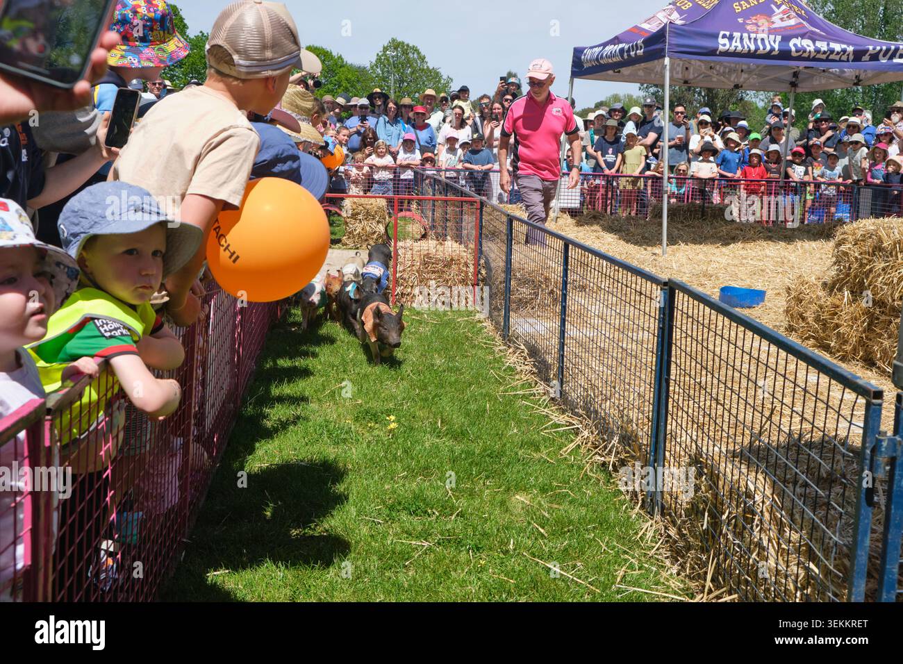 Divertiti alle corse di maialini mini. Alla fiera di campagna Murrumbateman Field Days, fiera agricola. Nel nuovo Galles del Sud, Australia. Foto Stock