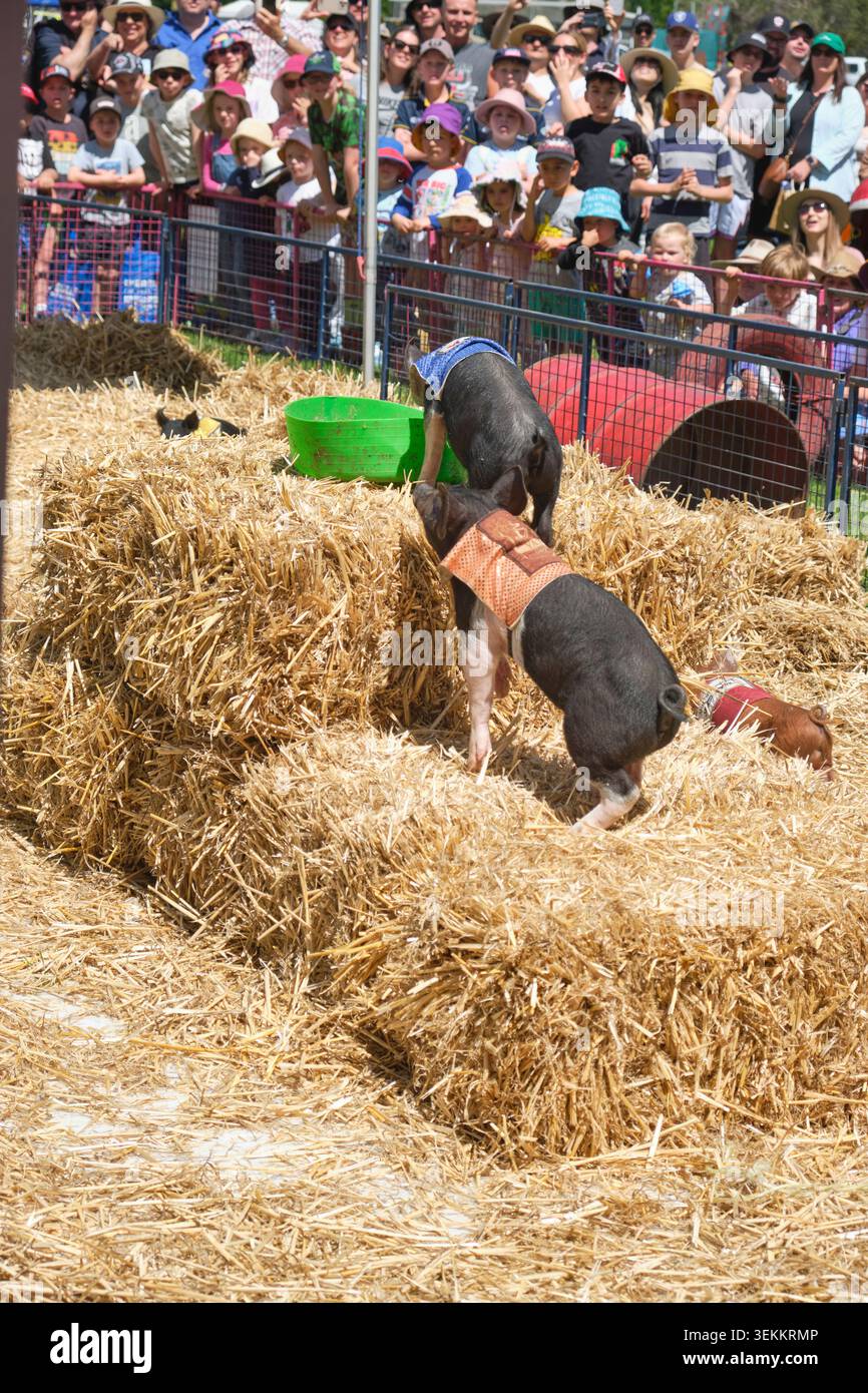 Divertiti alle corse di maialini mini. Alla fiera di campagna Murrumbateman Field Days, fiera agricola. Nel nuovo Galles del Sud, Australia. Foto Stock