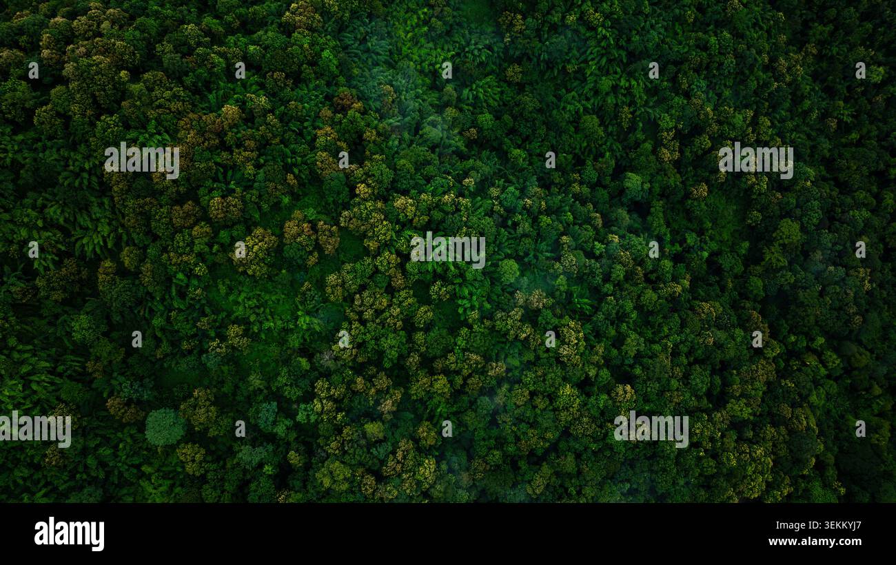 Una vista dall'alto di una fitta foresta pluviale tropicale che mostra una ricca biodiversità e una natura selvaggia incontaminata a mae Rim in thailandia. Foto Stock