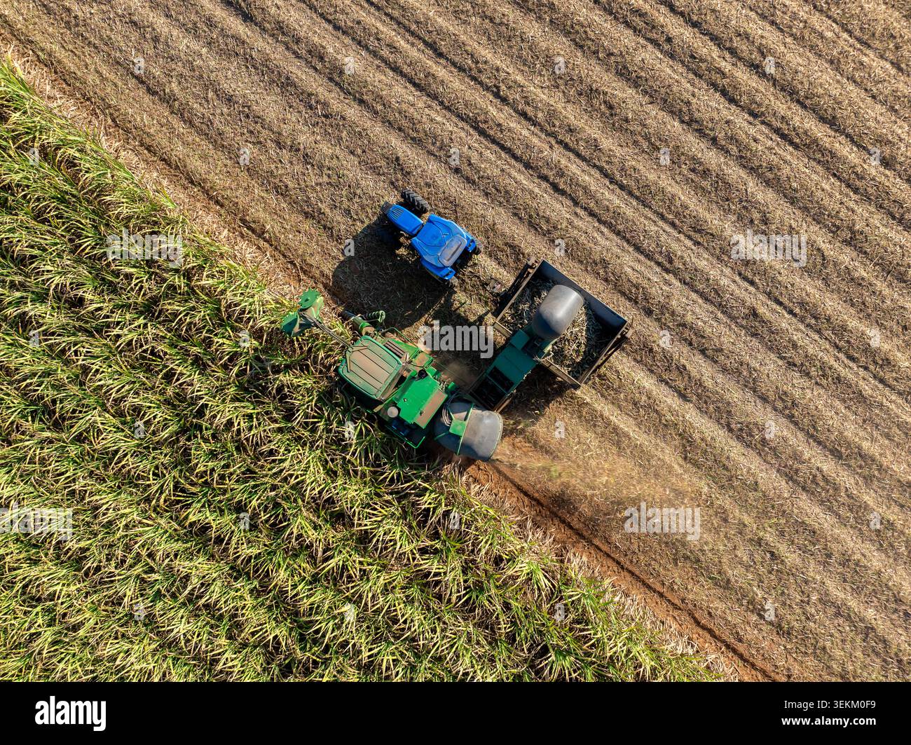 Vista aerea di trattori pesanti che raccolgono una grande piantagione di canna da zucchero utilizzata per la produzione di biocarburanti industriali a phetchabun in thailandia. Foto Stock