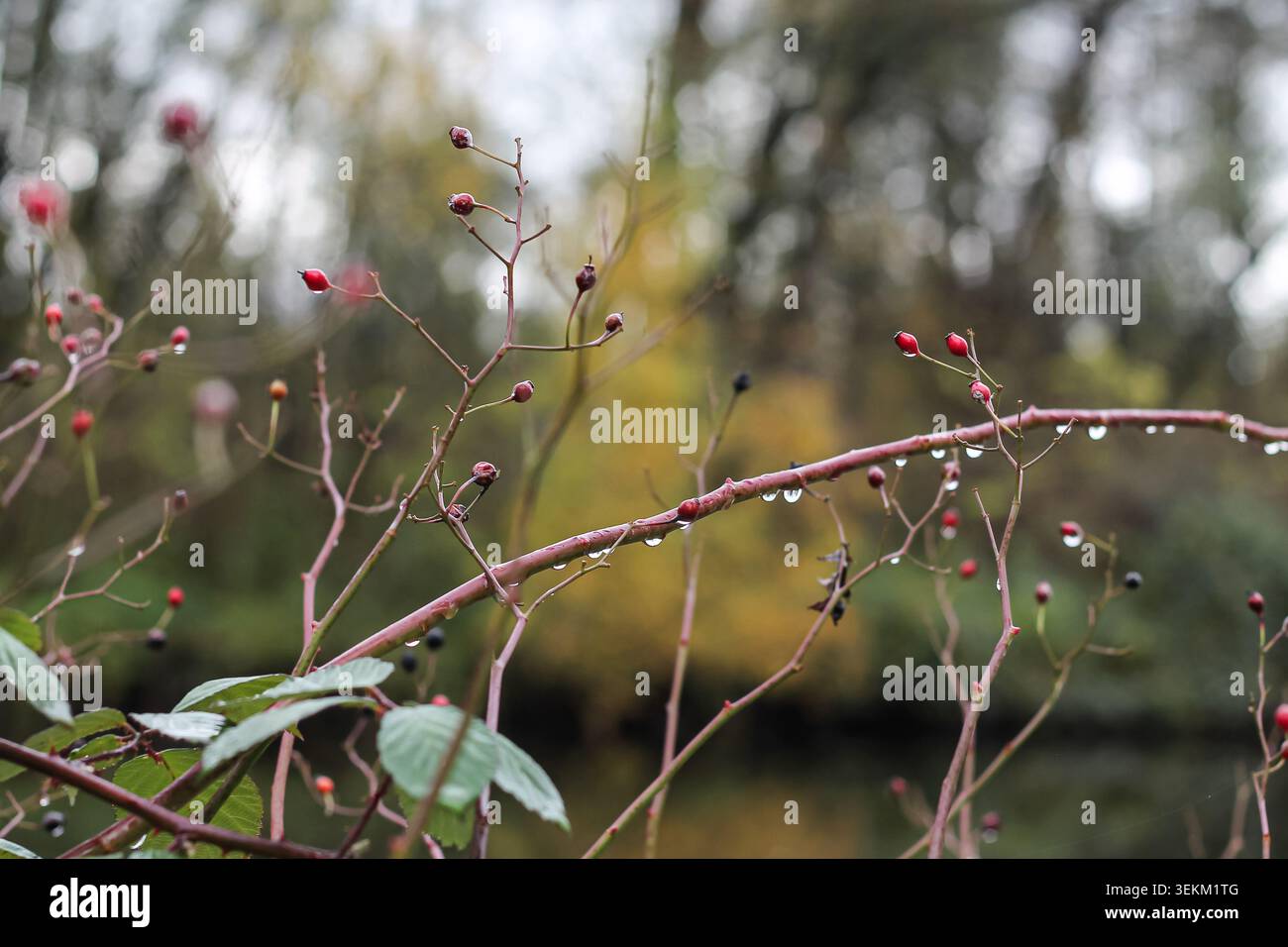 Multiflora Rose Hope e Raindrops Foto Stock